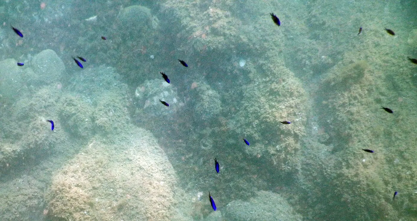 Castanyola (Chromis chromis) fotografiat sota l’aigua
