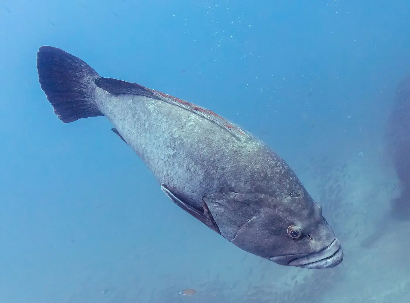 Anfós (Epinephelus marginatus) fotografiat sota l’aigua