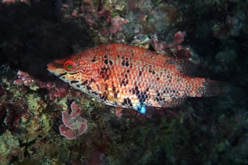 Tord roquer (Symphodus roissali) fotografiat sota l’aigua
