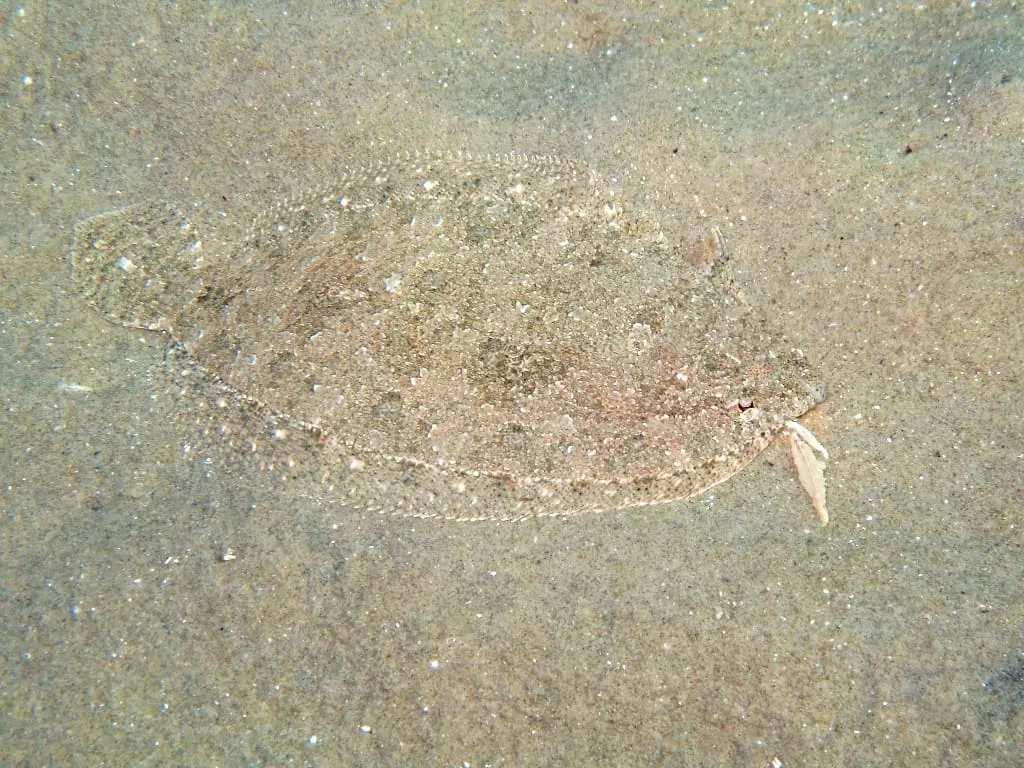 Peluda pigallada (Arnoglossus thori) fotografiat sota l’aigua
