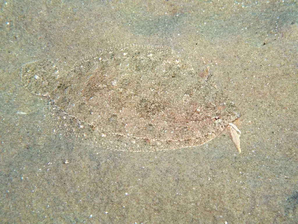 Peluda pigallada (Arnoglossus thori) fotografiat sota l’aigua