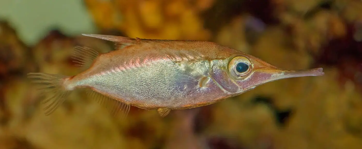 Flauteret (Macroramphosus scolopax) fotografiat sota l’aigua