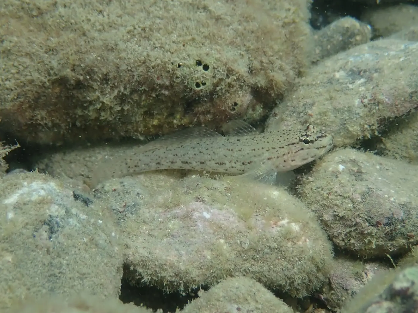 Cabot d’ortiga (Gobius bucchichi) fotografiat sota l’aigua