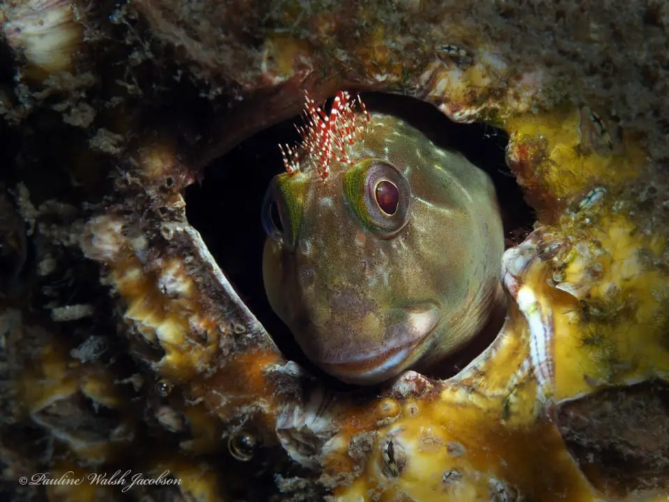 Bavosa crestada (Scartella cristata) fotografiat sota l’aigua