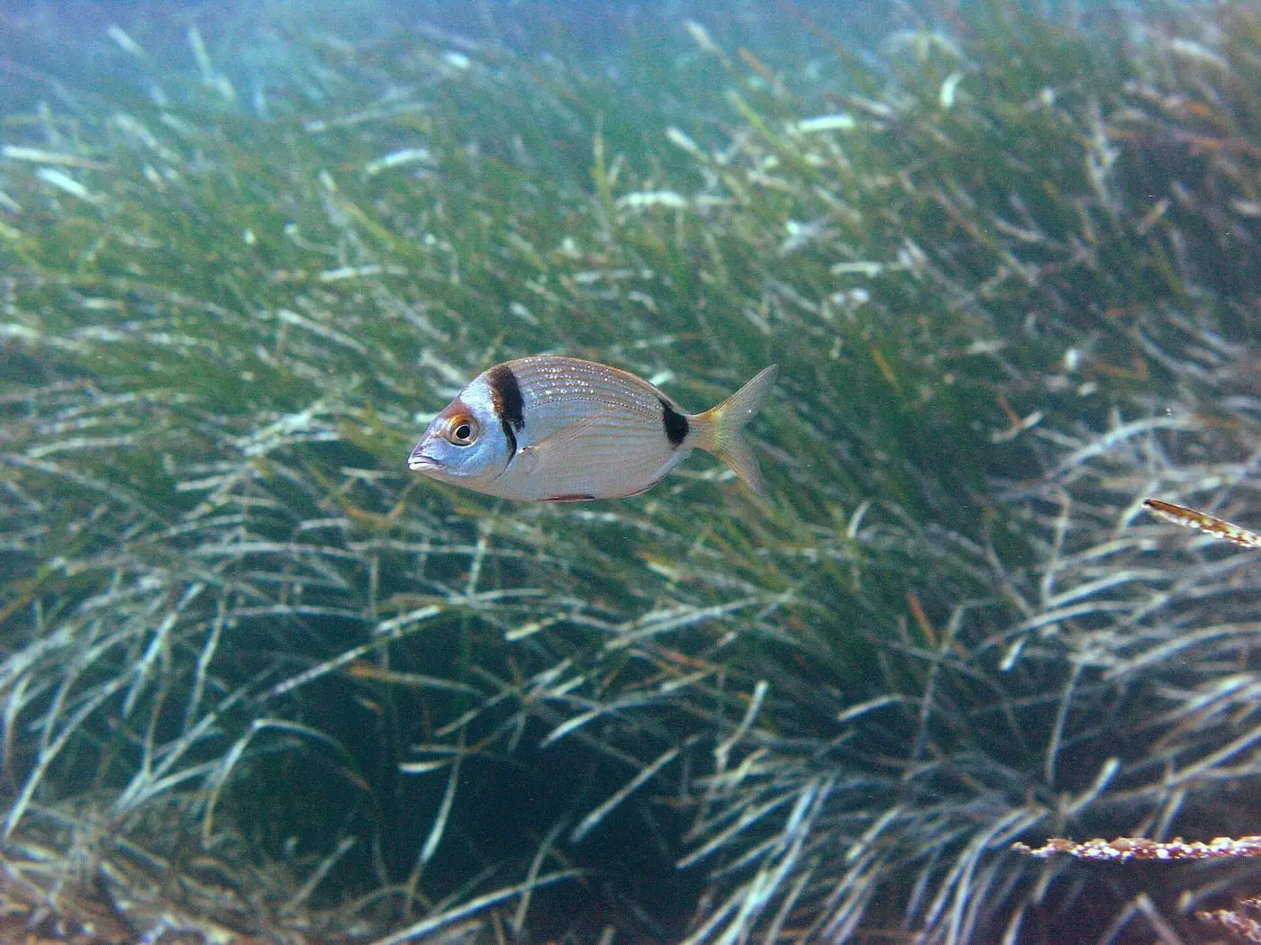 Variada (Diplodus vulgaris) fotografiat sota l’aigua