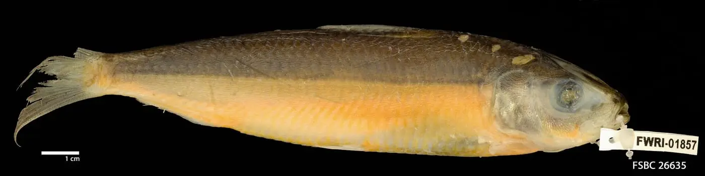 Alatxa (Sardinella aurita) fotografiat sota l’aigua