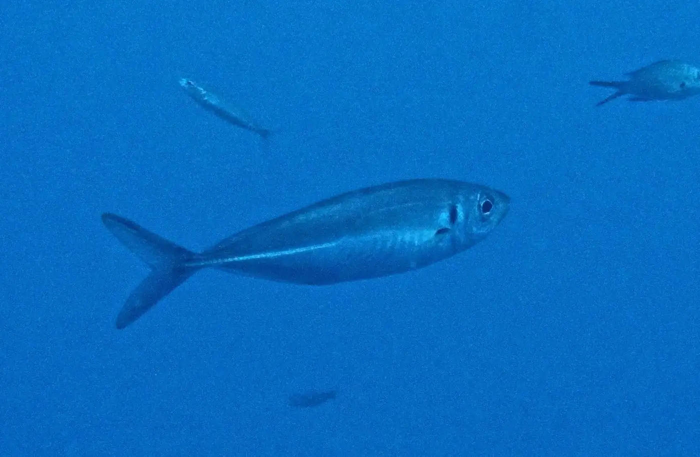 Sorell blancal (Trachurus mediterraneus) fotografiat sota l’aigua