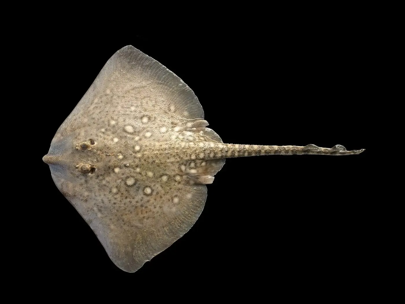 Rajada de clavells (Raja clavata) fotografiat sota l’aigua