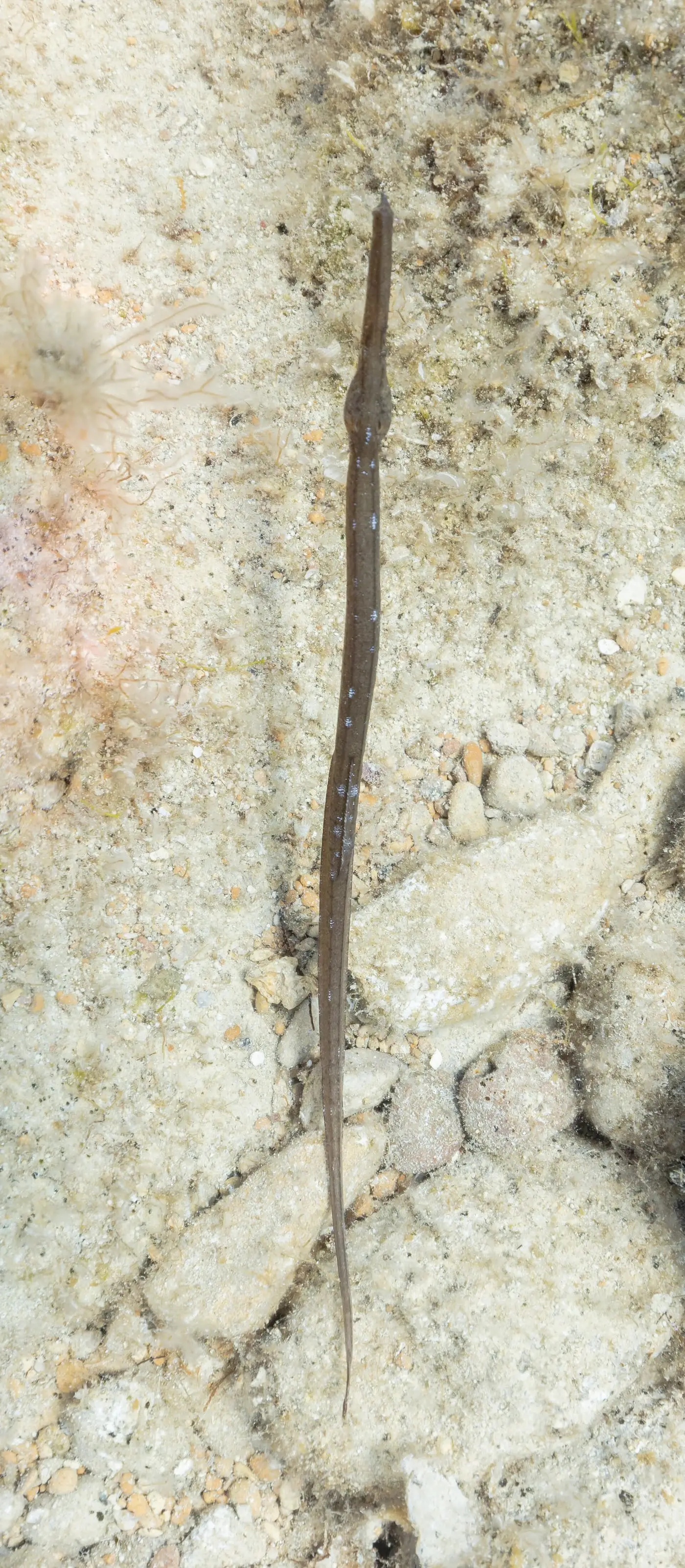 Agulleta de bosc (Syngnathus typhle) fotografiat sota l’aigua