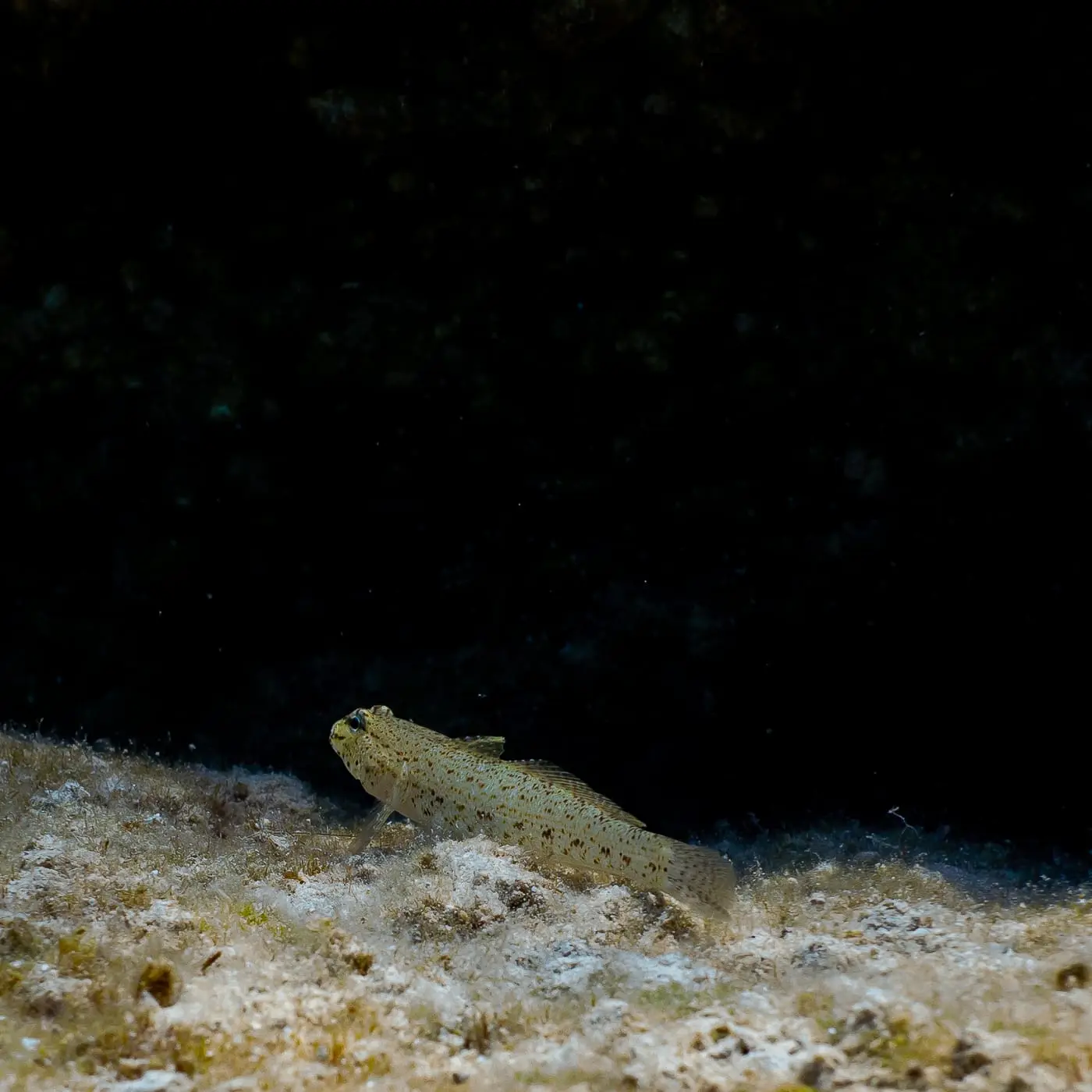 Cabot d’arena (Gobius geniporus) fotografiat sota l’aigua