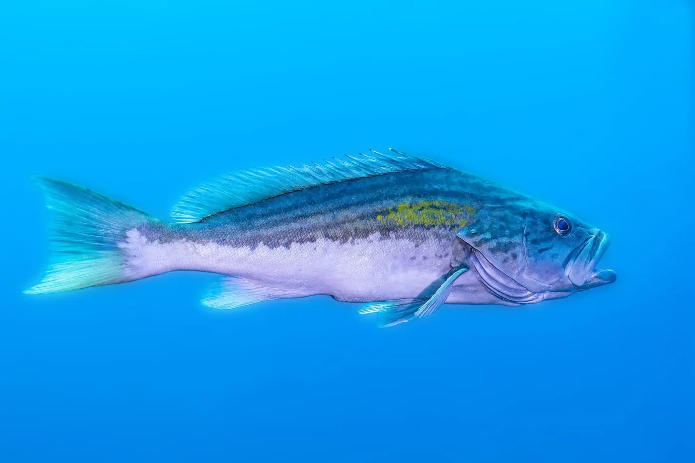 Anfós llis (Epinephelus costae) fotografiat sota l’aigua