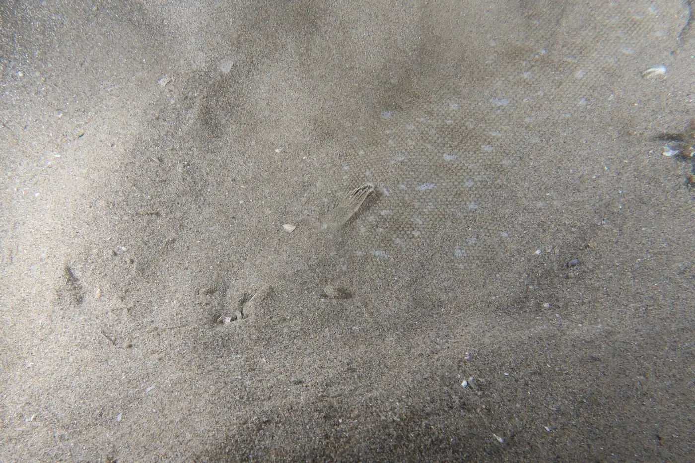 Llenguado senegalès (Solea senegalensis) fotografiat sota l’aigua