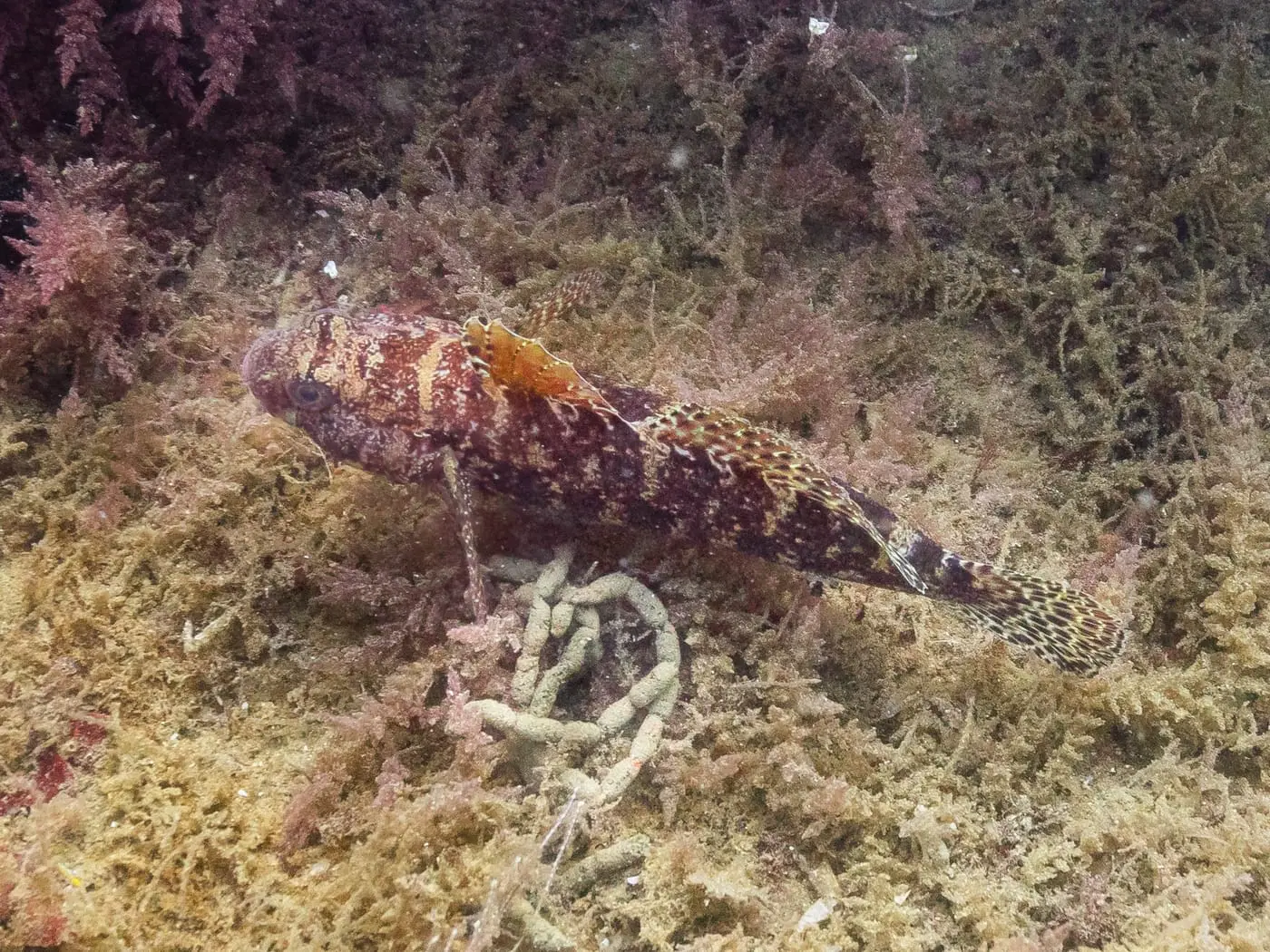 Gòbit vermell (Gobius cruentatus) fotografiat sota l’aigua