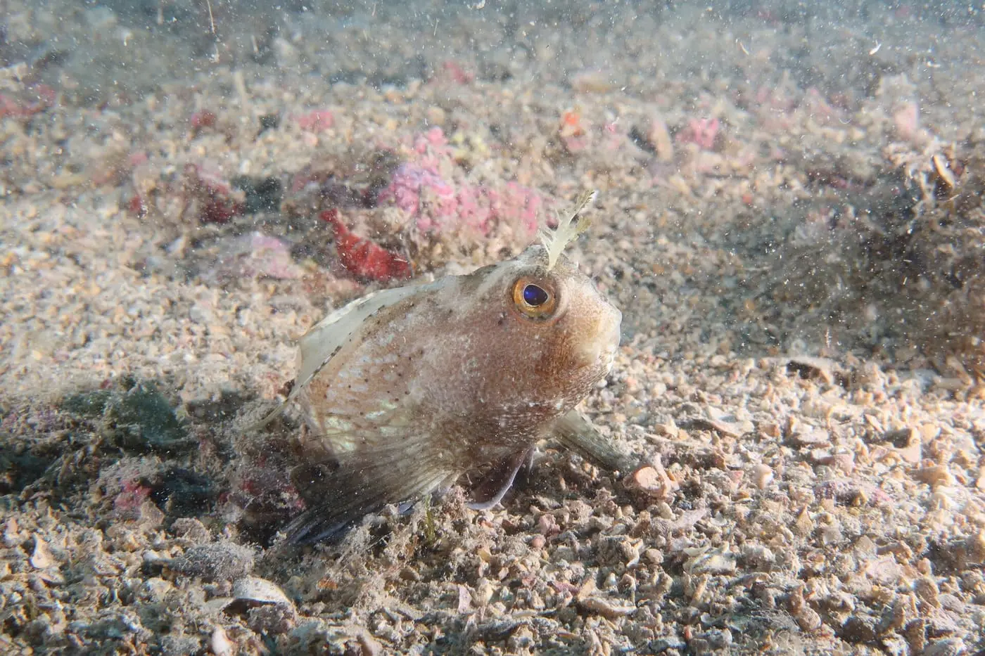 Ase mossegaire (Blennius ocellaris) fotografiat sota l’aigua