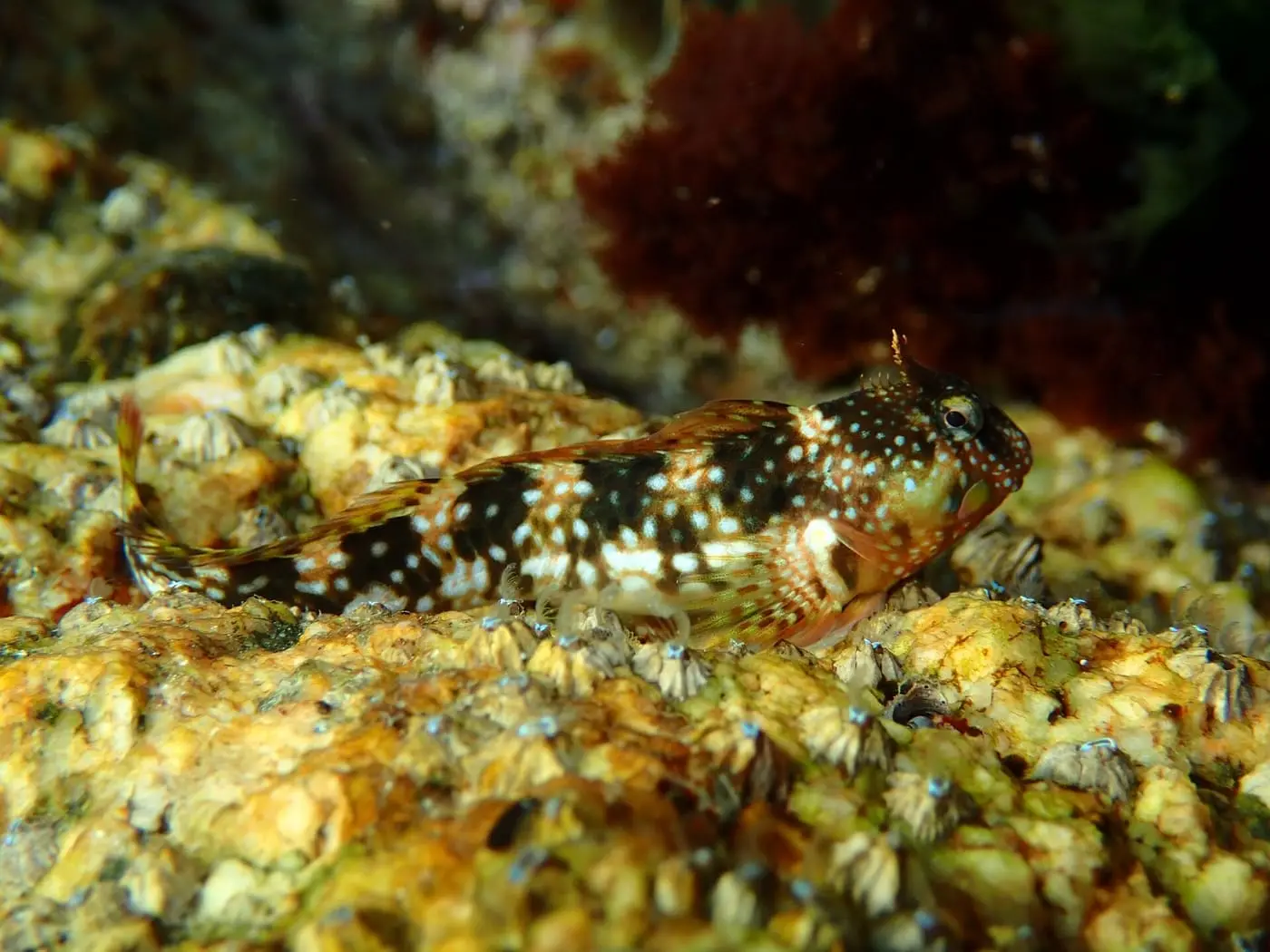 Bavosa de casquet (Coryphoblennius galerita) fotografiat sota l’aigua