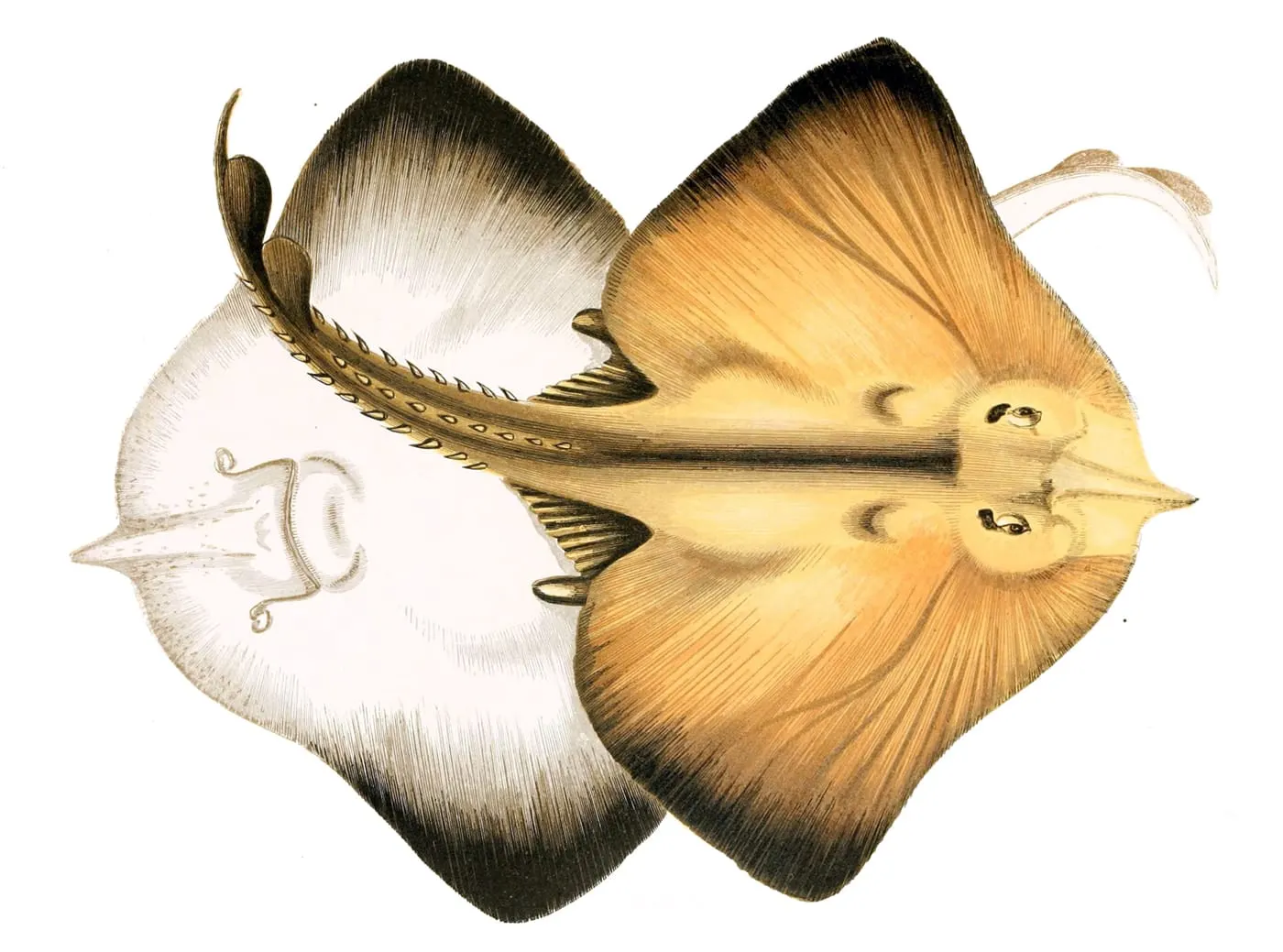 Rajada blanca (Rostroraja alba) fotografiat sota l’aigua