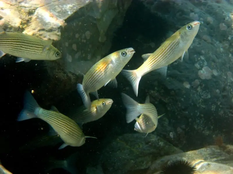 Llissa morruda (Oedalechilus labeo) fotografiat sota l’aigua