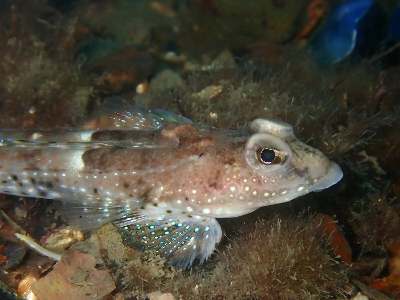 Aferrapedres (Callionymus maculatus) fotografiat sota l’aigua