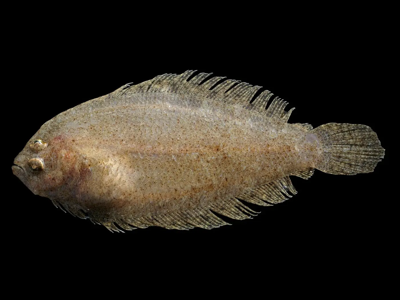 Peluda vera (Arnoglossus laterna) fotografiat sota l’aigua