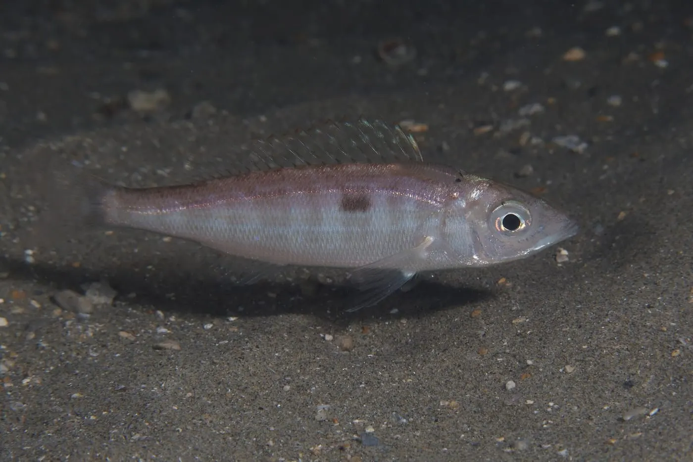 Gerret (Spicara smaris) fotografiat sota l’aigua