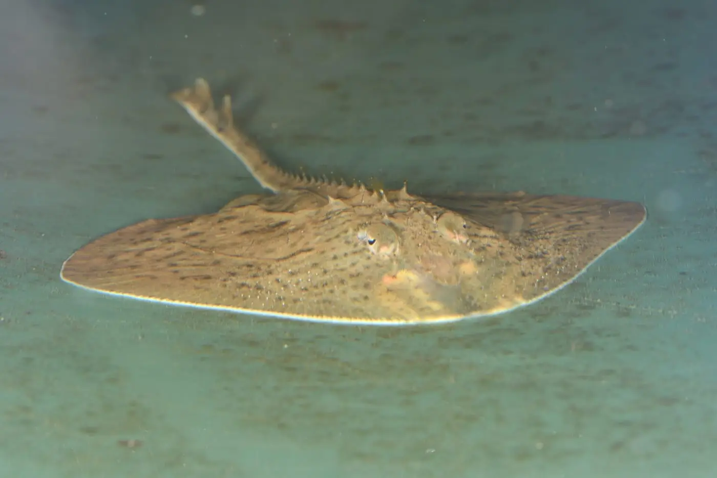 Rajada estrellada (Raja asterias) fotografiat sota l’aigua