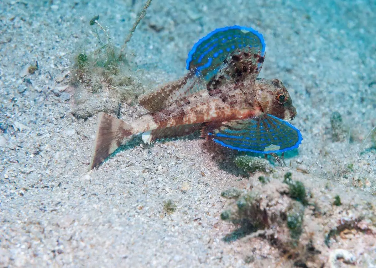 Gallineta (Chelidonichthys lastoviza) fotografiat sota l’aigua