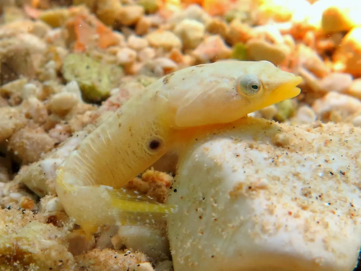 Xuclador de dues taques (Diplecogaster bimaculata) fotografiat sota l’aigua