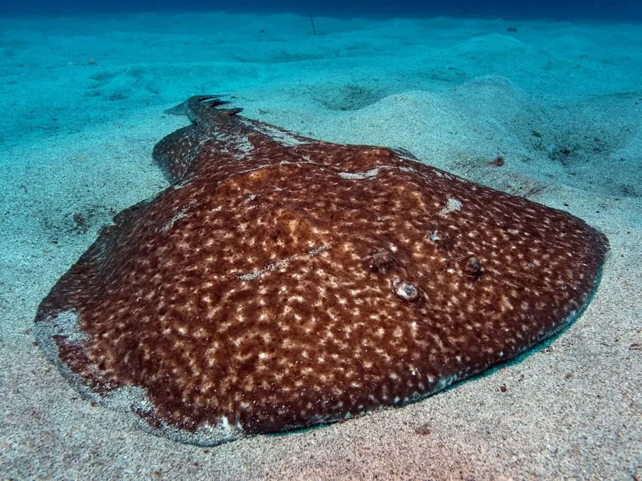 Vaca tremolosa (Torpedo marmorata) fotografiat sota l’aigua