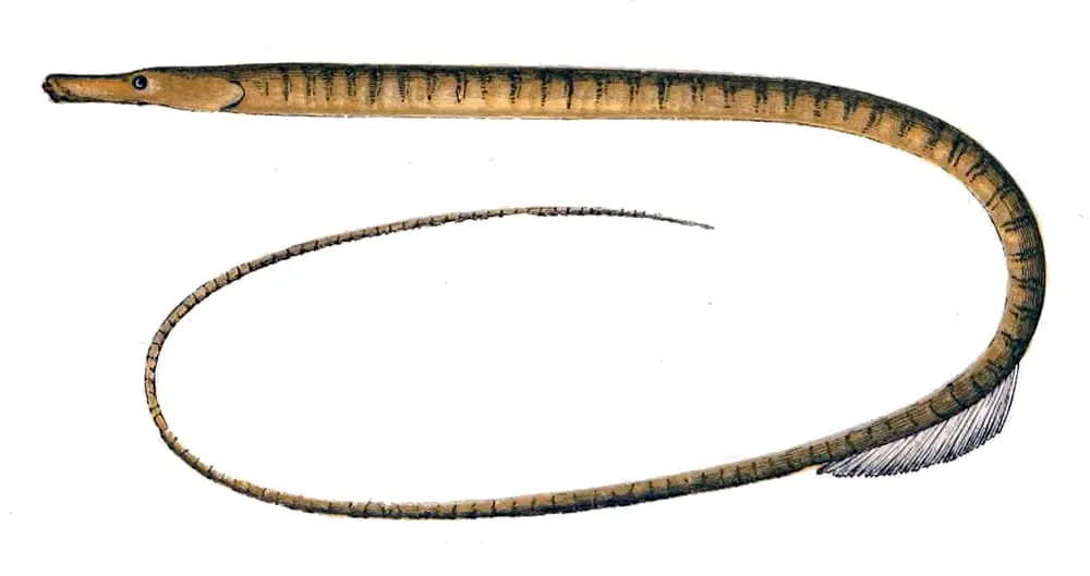 Serpeta (Nerophis ophidion) fotografiat sota l’aigua