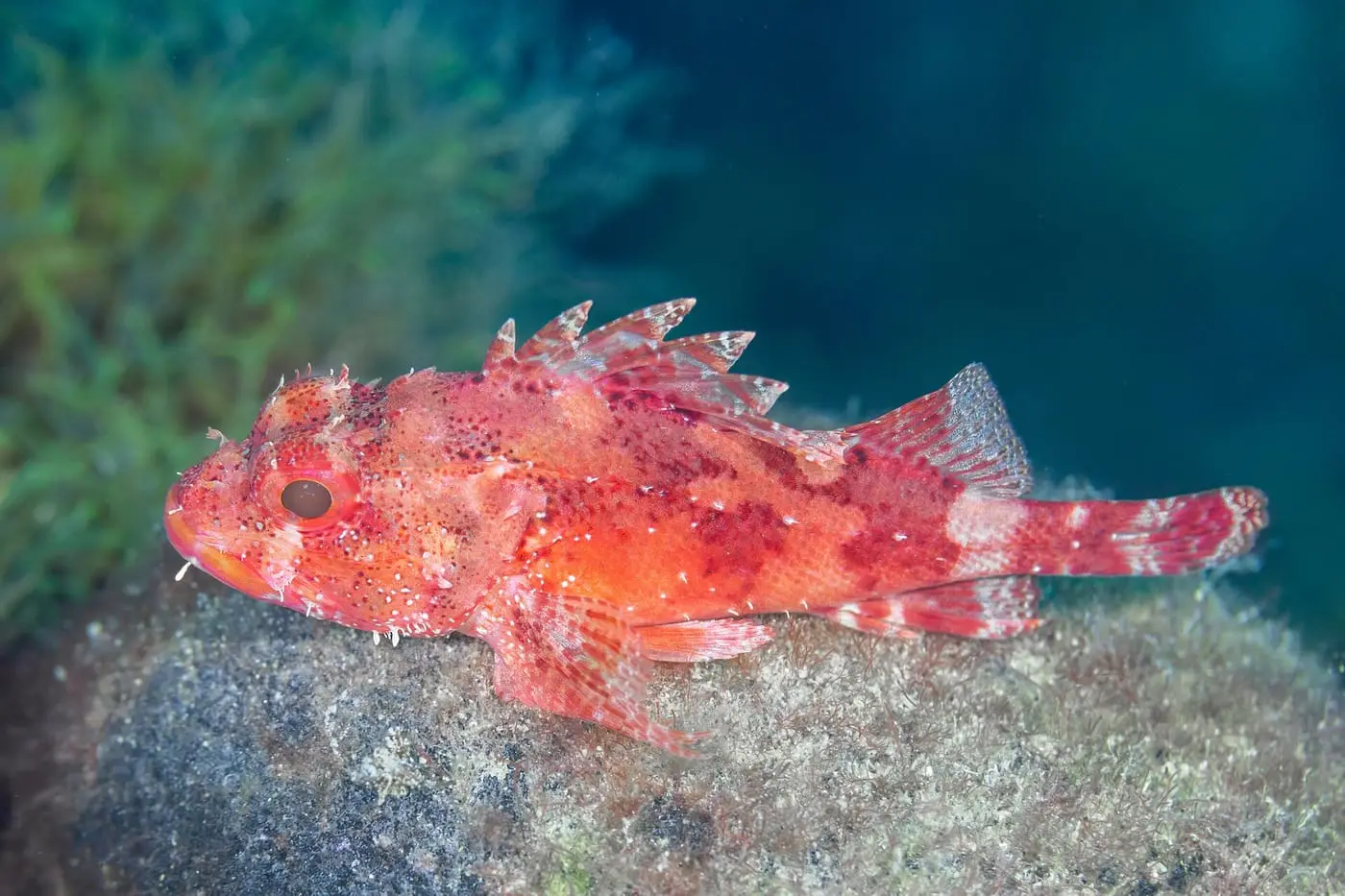 Escórpora vermella (Scorpaena notata) fotografiat sota l’aigua