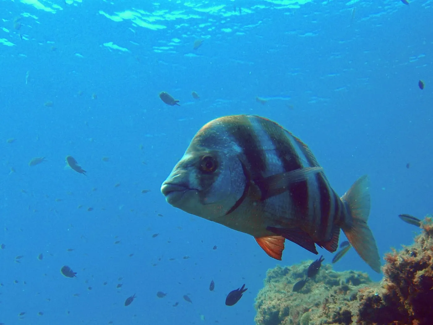 Sard imperial (Diplodus cervinus) fotografiat sota l’aigua