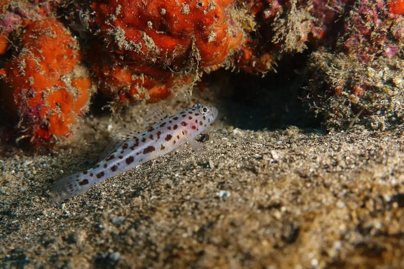 Cabot lleopard (Thorogobius ephippiatus) fotografiat sota l’aigua