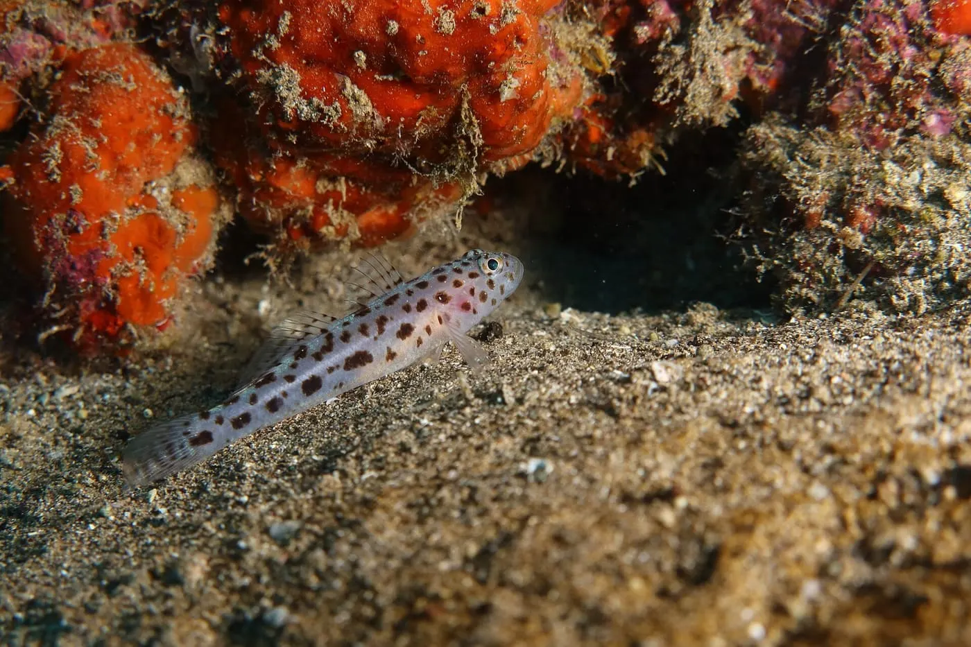 Cabot lleopard (Thorogobius ephippiatus) fotografiat sota l’aigua