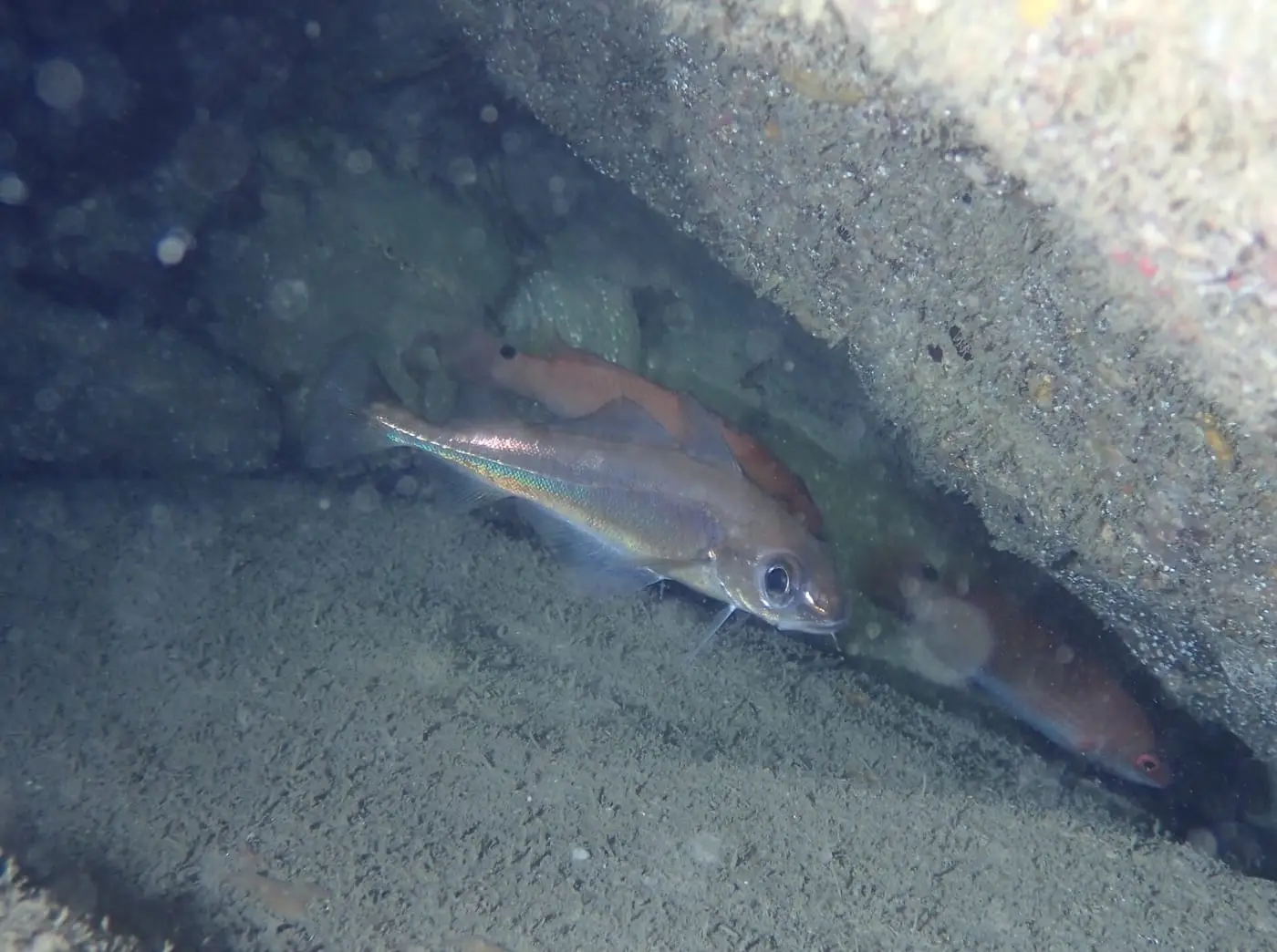 Capellà (Trisopterus minutus) fotografiat sota l’aigua