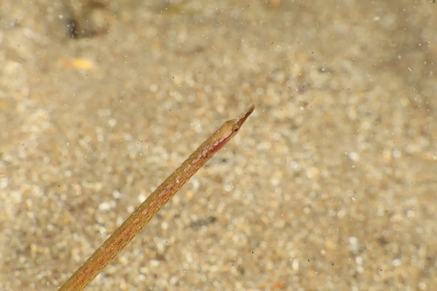 Serpetó (Nerophis maculatus) fotografiat sota l’aigua