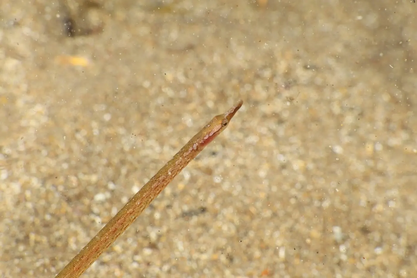Serpetó (Nerophis maculatus) fotografiat sota l’aigua