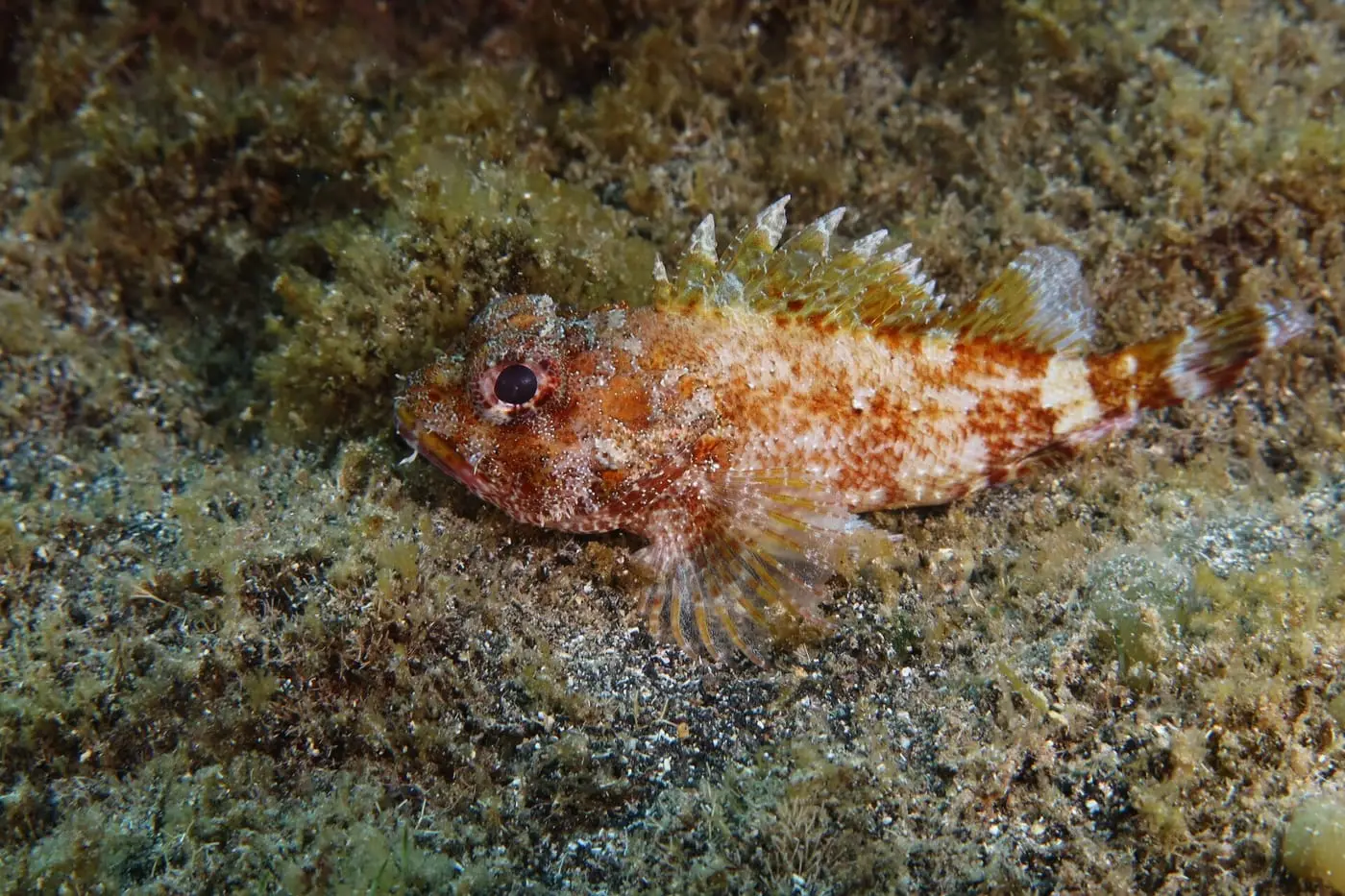 Escórpora de penyal (Scorpaena maderensis) fotografiat sota l’aigua