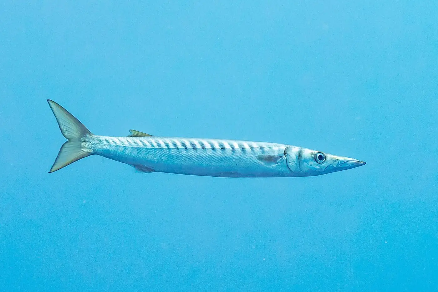 Espet imperial (Sphyraena viridensis) fotografiat sota l’aigua