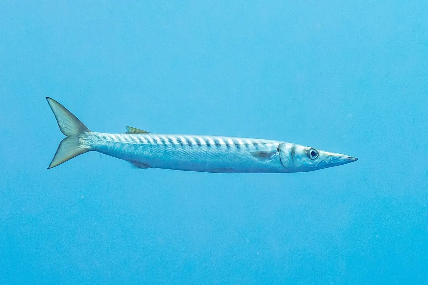 Espet imperial (Sphyraena viridensis) fotografiat sota l’aigua