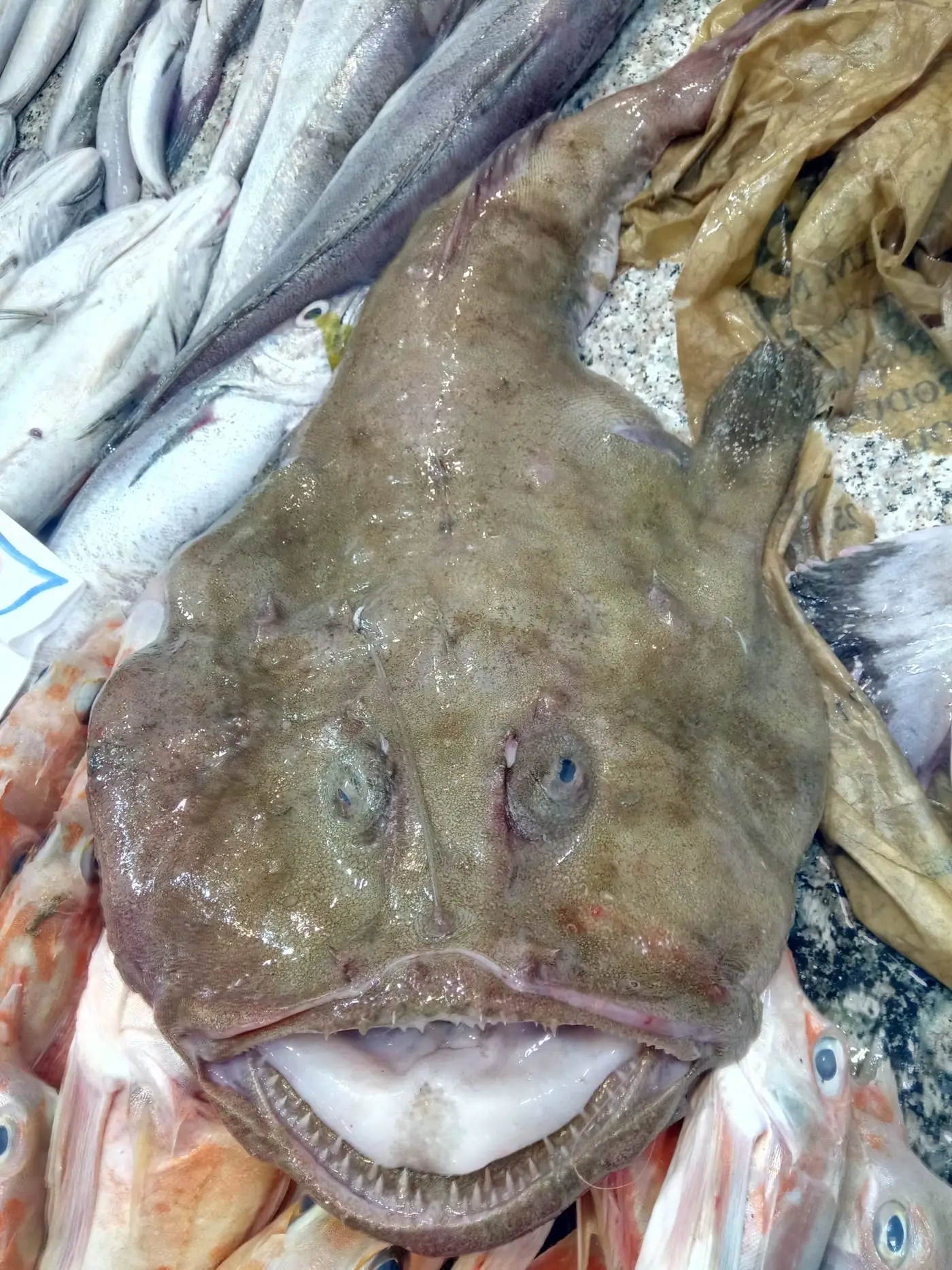 Rap vermell (Lophius budegassa) fotografiat sota l’aigua