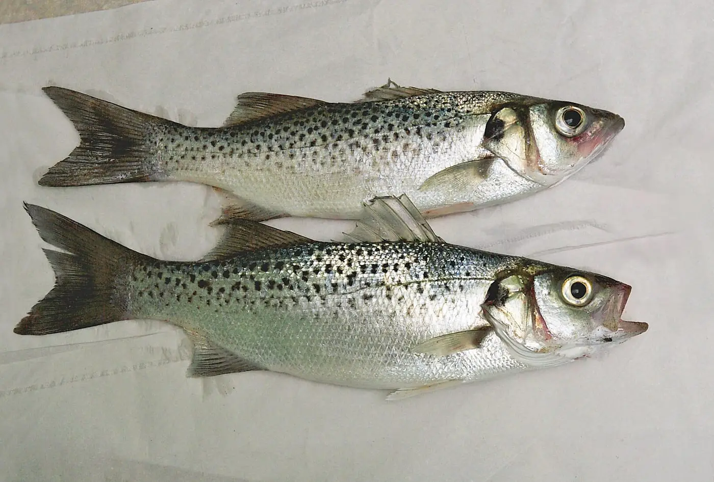Llobarro pigallat (Dicentrarchus punctatus) fotografiat sota l’aigua