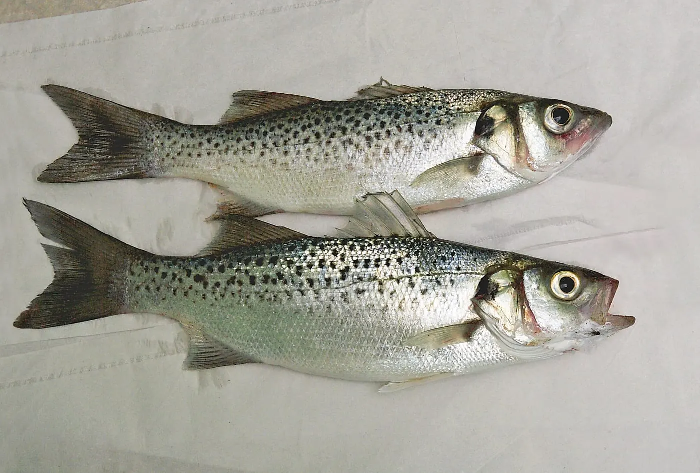 Llobarro pigallat (Dicentrarchus punctatus) fotografiat sota l’aigua