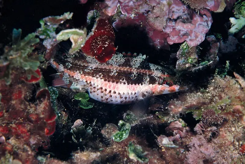 Tord de Doderlein (Symphodus doderleini) fotografiat sota l’aigua