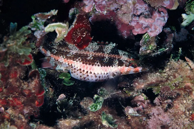 Tord de Doderlein (Symphodus doderleini) fotografiat sota l’aigua