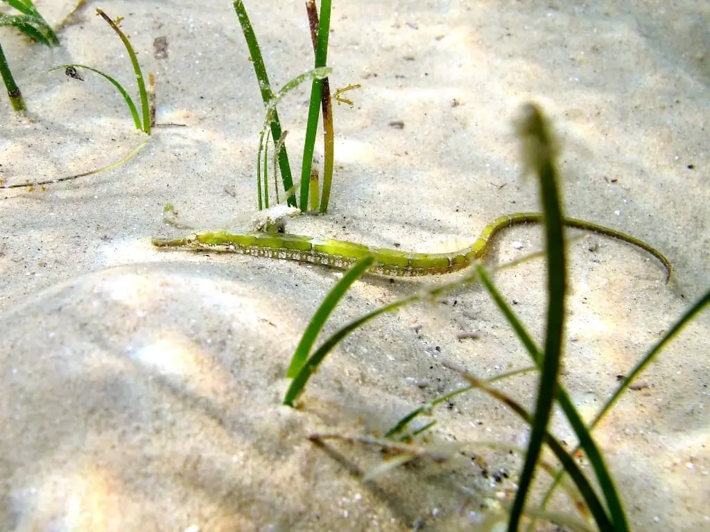 Agulleta de riu (Syngnathus abaster) fotografiat sota l’aigua