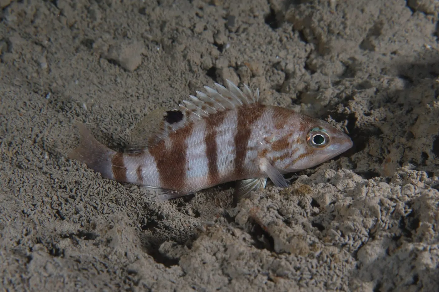 Inflaconys (Serranus hepatus) fotografiat sota l’aigua