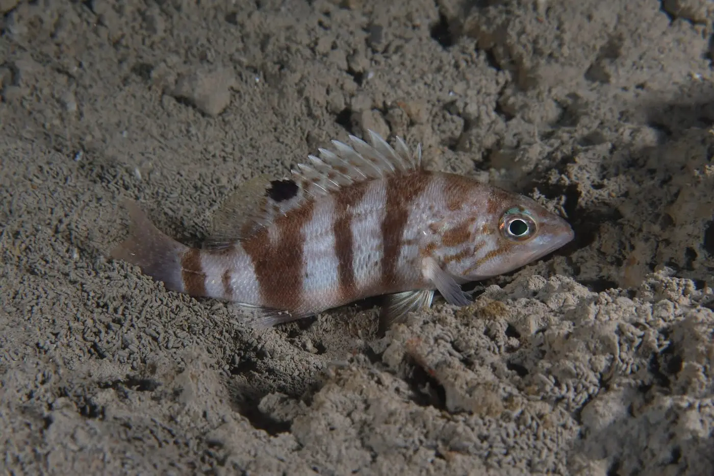Inflaconys (Serranus hepatus) fotografiat sota l’aigua