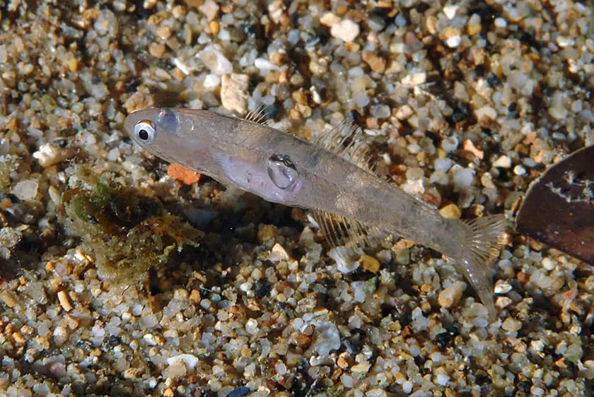 Xanguet (Aphia minuta) fotografiat sota l’aigua