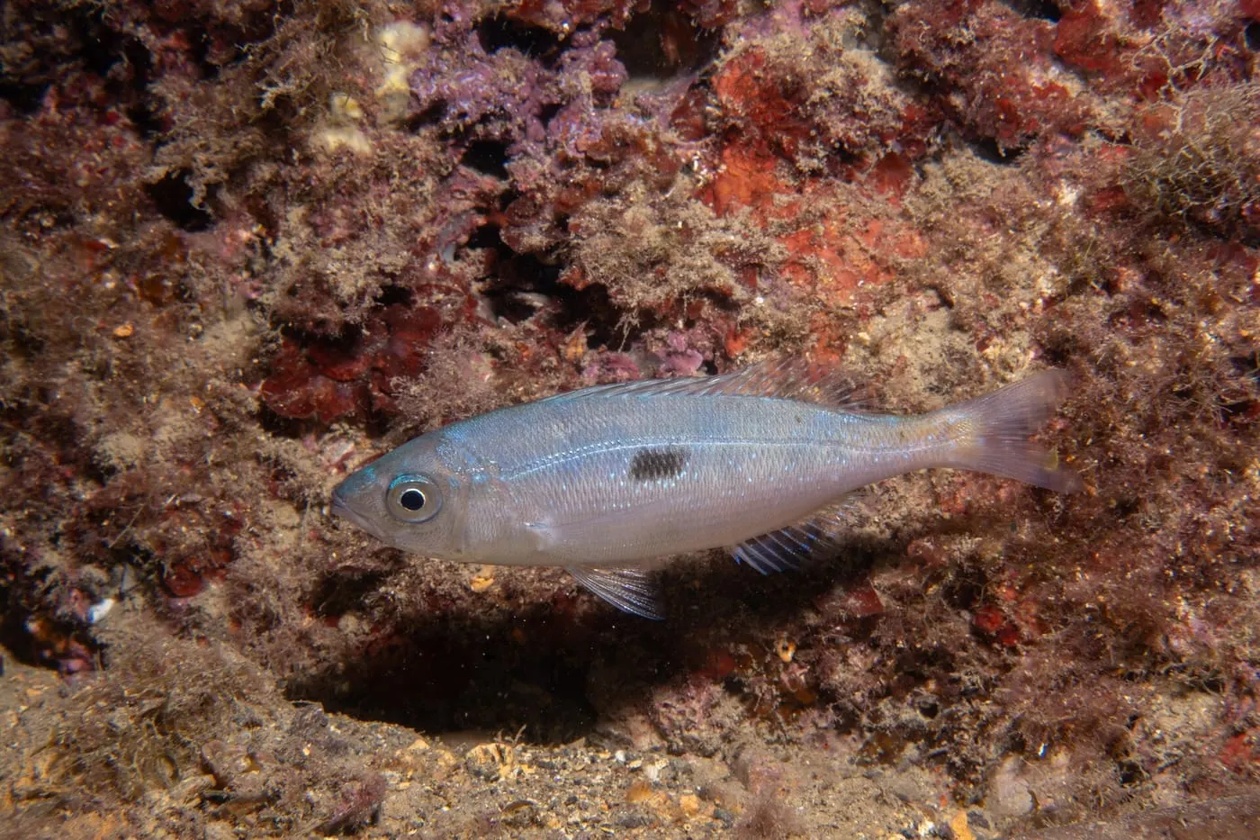 Xucla (Spicara maena) fotografiat sota l’aigua