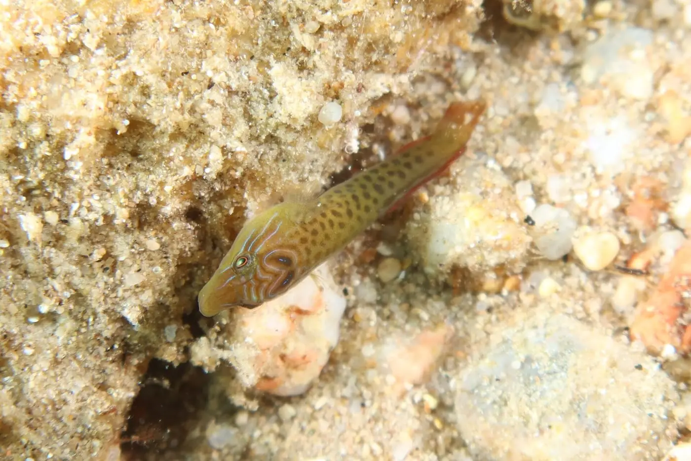 Xucladits (Lepadogaster lepadogaster) fotografiat sota l’aigua